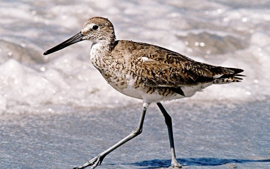 Best Beaches Near Manasota Key for a Quiet Day in 2026